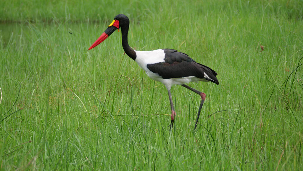 nyerges-golya-ephippiorhynchus-senegalensis