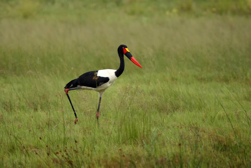 nyerges-golya-ephippiorhynchus-senegalensis