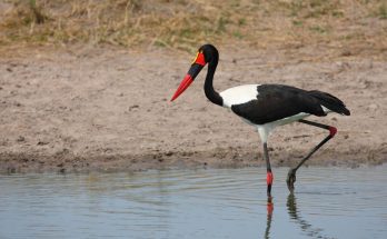 nyerges-golya-ephippiorhynchus-senegalensis