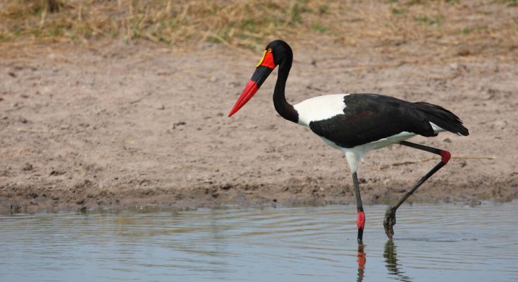 nyerges-golya-ephippiorhynchus-senegalensis