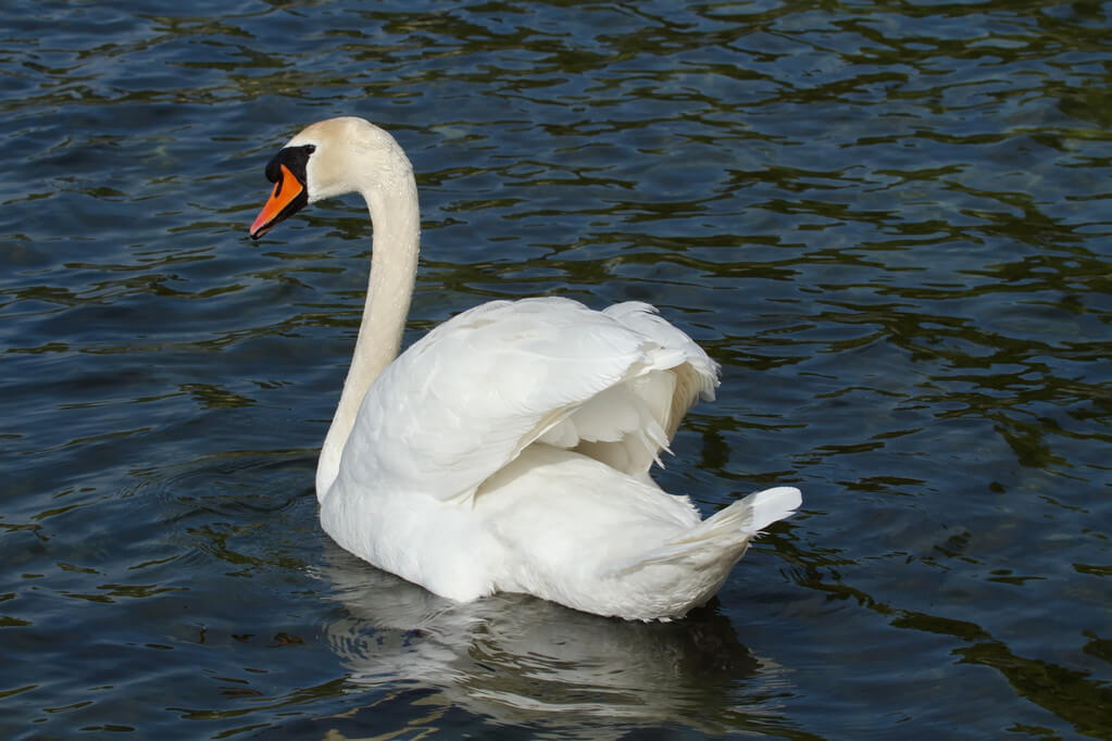 butykos-hattyu-cygnus-olor