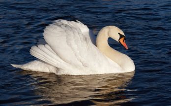 butykos-hattyu-cygnus-olor