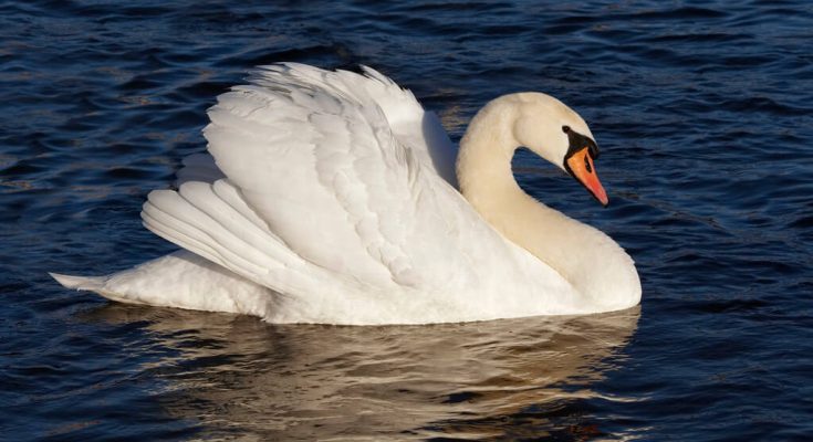 butykos-hattyu-cygnus-olor