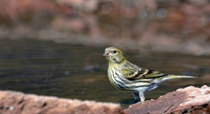 csicsorke-serinus-serinus