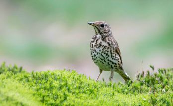 enekes-rigo-turdus-philomelos