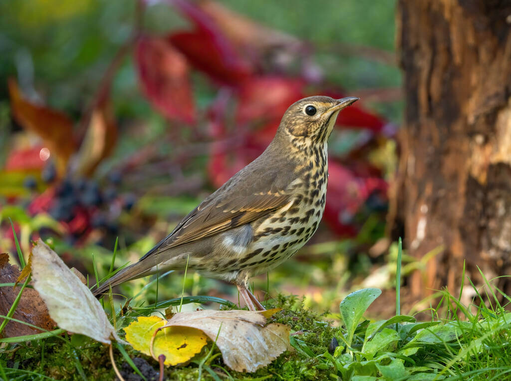 enekes-rigo-turdus-philomelos enekes-rigo-turdus-philomelos