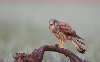 voros-vercse-falco-tinnunculus-hangja