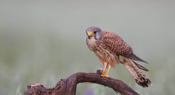 voros-vercse-falco-tinnunculus-hangja