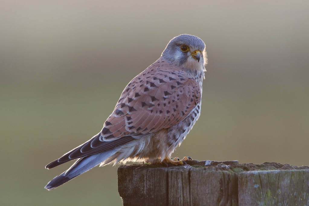 voros-vercse-falco-tinnunculus