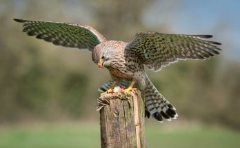 voros-vercse-falco-tinnunculus