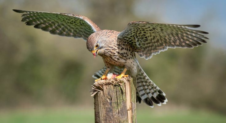 voros-vercse-falco-tinnunculus