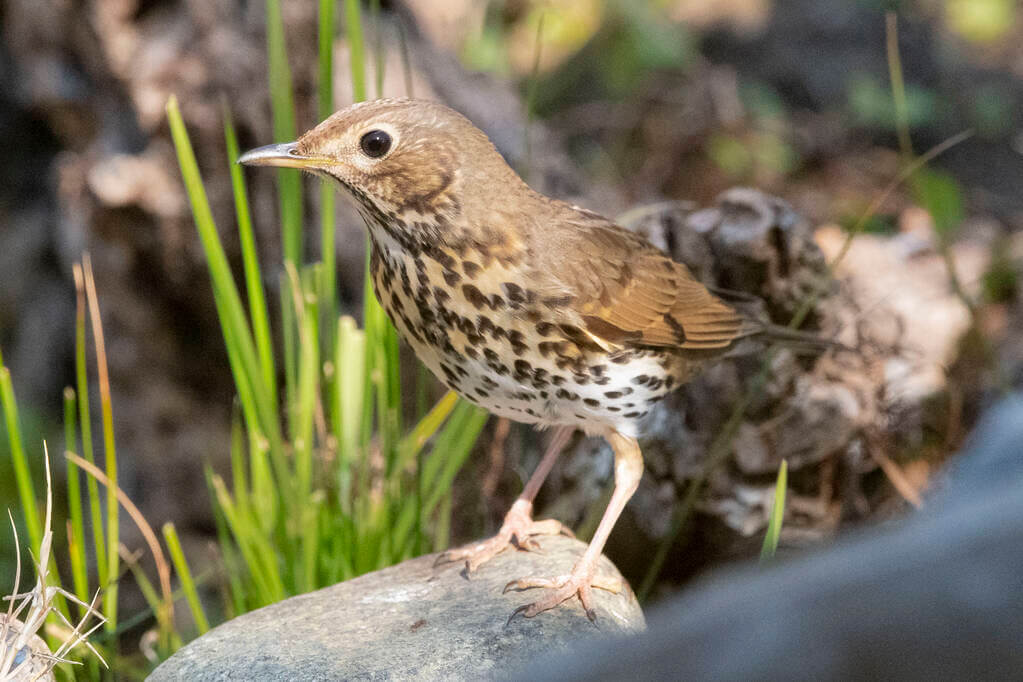 enekes-rigo-turdus-philomelos-hangja