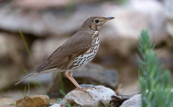 enekes-rigo-turdus-philomelos-hangja