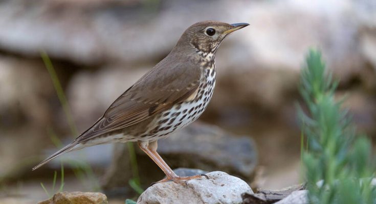 enekes-rigo-turdus-philomelos-hangja